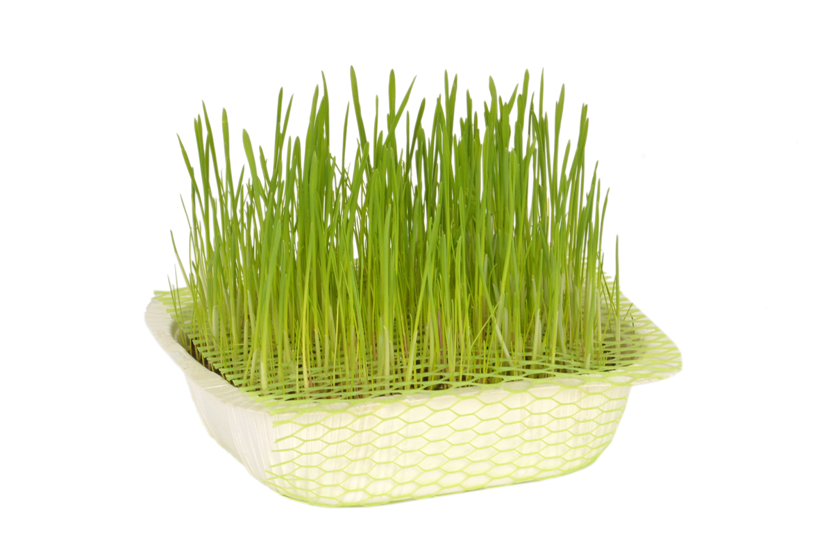 Quik Natural Kedi Çimi (Fileli)