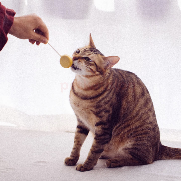 Product Gallery Image