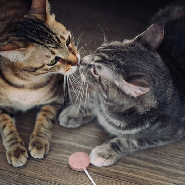 Product Gallery Image